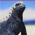 کتاب Penguin Active Reading 1 - The Galapagos