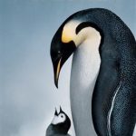 DVD - CD آموزشی March of the Penguins