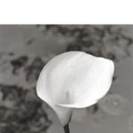 کتاب La dame blanche